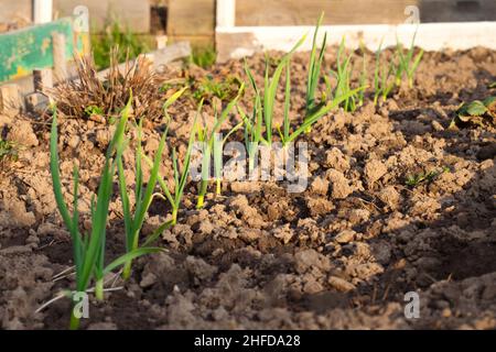 Le jeune ail pousse dans le jardin.Pousses vertes de jeunes pousses d'ail.Agriculture plantation d'ail. Banque D'Images