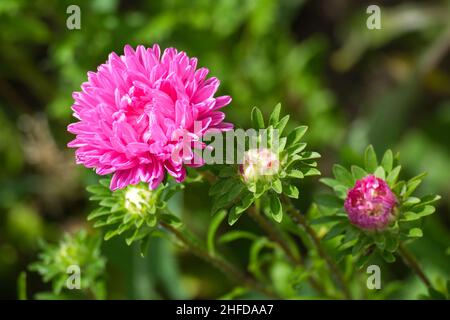 Gros plan sur un lit de fleur en forme d'aster rose.Fleurs d'été. Banque D'Images