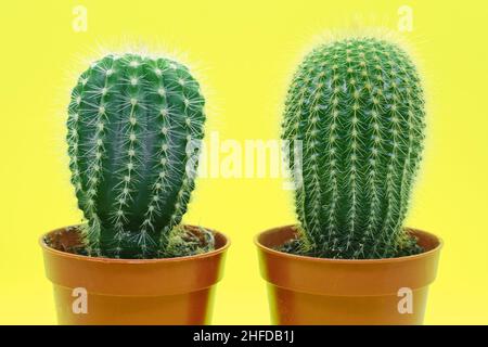 Deux cactus intérieurs dans des pots bruns avec des épines sur fond jaune.Gros plan Cactus. Banque D'Images
