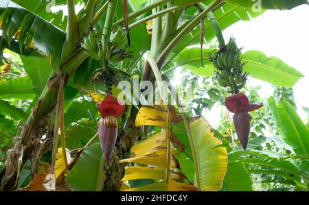 Fleur de banane - la fleur pourpre en forme de goutte à l'extrémité de la grappe de fruits de banane dans un arbre de banane est appelée coeur de banane. Banque D'Images