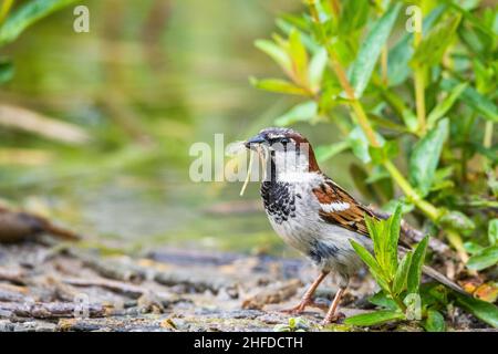 Maison parterre (Passer domesticus), mâle, au sol avec une libellule fraîchement métamorphisée (damselfly) dans le bec. Banque D'Images