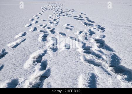 Les empreintes d'un groupe de personnes qui s'éloignent sur une surface plane de neige.Empreintes de pas dans la neige d'une rivière gelée.Marche en hiver. Banque D'Images