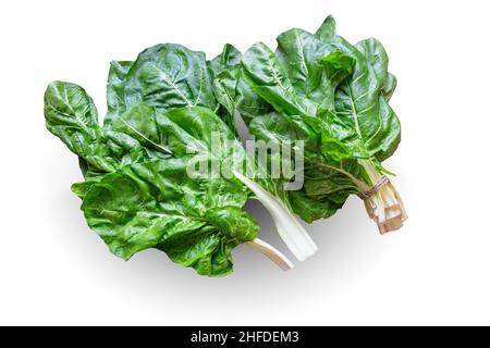 Cuisine des Balkans.Blitva (feuilles de verger) est populaire légumes feuillus.Isolé sur fond blanc Banque D'Images