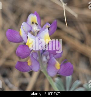 Race à fleur pourpre de Silver WolfSpirit, Lupinus albifrons, Fabaceae, sous-arbuste monoclinal natif dans les montagnes San Gabriel, été. Banque D'Images