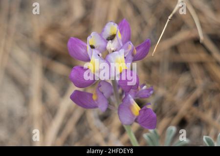 Race à fleur pourpre de Silver WolfSpirit, Lupinus albifrons, Fabaceae, sous-arbuste monoclinal natif dans les montagnes San Gabriel, été. Banque D'Images