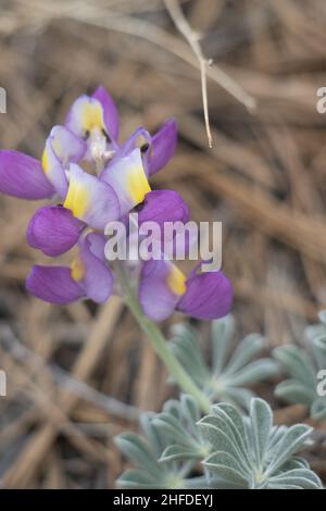 Race à fleur pourpre de Silver WolfSpirit, Lupinus albifrons, Fabaceae, sous-arbuste monoclinal natif dans les montagnes San Gabriel, été. Banque D'Images