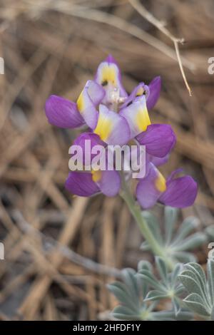 Race à fleur pourpre de Silver WolfSpirit, Lupinus albifrons, Fabaceae, sous-arbuste monoclinal natif dans les montagnes San Gabriel, été. Banque D'Images