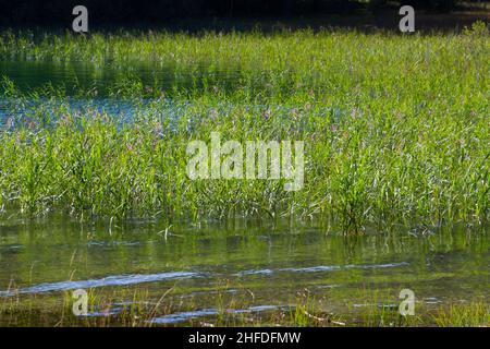 Roseau vert frais en pleine croissance au bord du lac dans les alpes bavaroises Banque D'Images