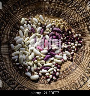 Haricots blancs cultivés à la maison, haricots grimpants français (Golden Gate), pois et haricots blancs nain dans un plateau de panier tissé à l'herbe Banque D'Images