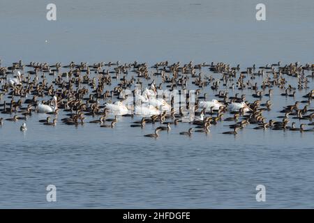 Un grand nombre de Cormorans à double crête nageant à travers le lac White Rock à Dallas, Texas avec quelques pélicans blancs et des goélands à bec grêle. Banque D'Images