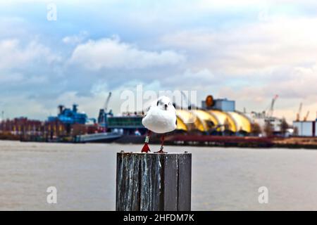 mouette posant sur une pale de bois dans le port Banque D'Images