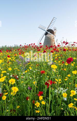 Fleurs sauvages poussant en été, à Whitburn Mill, Whitburn, South Tyneside Banque D'Images