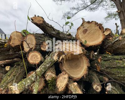 Gros plan des branches d'arbre après l'élagage Banque D'Images