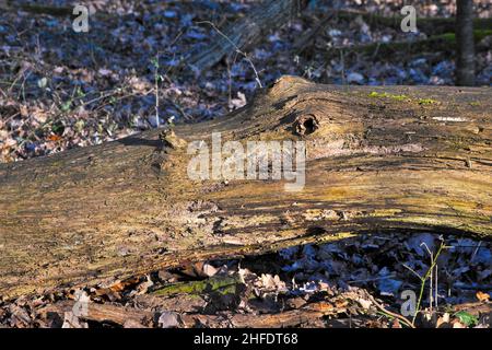 tige ressemblant à un crocodile Banque D'Images