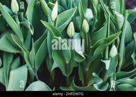 Des tulipes surhivernales avec des bourgeons prêts à fleurir dans le lit de jardin de printemps Banque D'Images