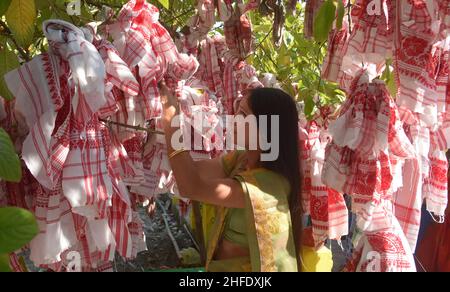 Guwahati, Guwahati, Inde.15th janvier 2022.Les dévotés lient le gomacha assamois dans l'arbre banayen le premier jour du mois Saint assamois au temple de Garakhiya Goshai à Sorhog dans le district de Barpeta d'Assam Inde le samedi 15th janvier 2022.croyance ancienne que le fianlage du gomacha dans l'arbre banayen accomplissent tous les rêves des dévotés (Credit image:© Dasarath Deka/ZUMA Press Wire) Banque D'Images