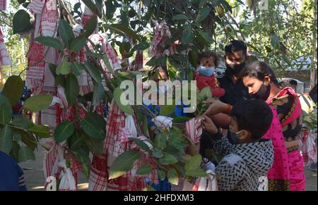 Guwahati, Guwahati, Inde.15th janvier 2022.Les dévotés lient le gomacha assamois dans l'arbre banayen le premier jour du mois Saint assamois au temple de Garakhiya Goshai à Sorhog dans le district de Barpeta d'Assam Inde le samedi 15th janvier 2022.croyance ancienne que le fianlage du gomacha dans l'arbre banayen accomplissent tous les rêves des dévotés (Credit image:© Dasarath Deka/ZUMA Press Wire) Banque D'Images