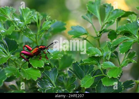 Coléoptère de la grenouille parmi les feuilles vertes. Sagra femorata Banque D'Images