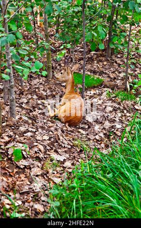 Chevreuil dans la forêt Banque D'Images