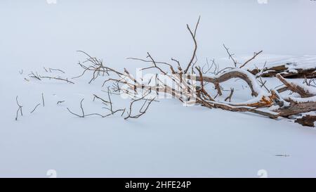 Deadwood sur un lac gelé, sous la neige fraîche. Notch Lake, Hunter, New York Banque D'Images