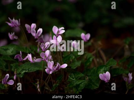 Fleurs roses cyclamen Banque D'Images