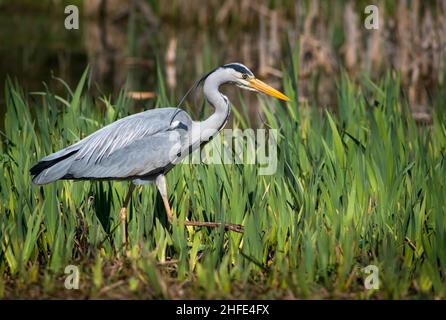 Héron gris de chasse (Ardea cinerea) Banque D'Images