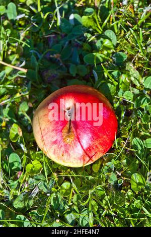 pomme mûre couchée sur l'herbe Banque D'Images