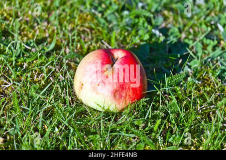 pomme mûre couchée sur l'herbe Banque D'Images