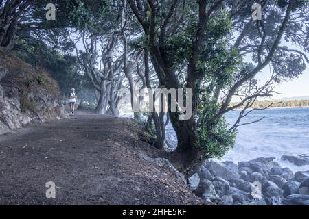 Mont Maunganui Nouvelle-Zélande - janvier 16 2022 ; piste de base avec des branches de pohutukawa enchevêtrées et accrochée sur le chemin Banque D'Images