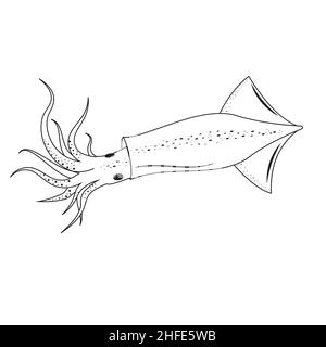 cadre noir squid, illustration vectorielle isolée sur fond blanc. Illustration de Vecteur