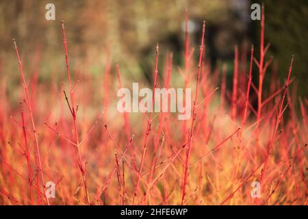 Gros plan des tiges de Cornus sanguinea 'feu d'hiver' en hiver Banque D'Images