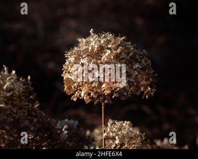 Gros plan des têtes de fleurs mortes d'Hydrangea arborescens 'Annabelle' en hiver sur fond sombre Banque D'Images