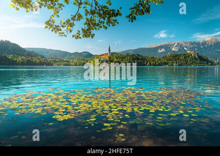 L'une des destinations de voyage les plus célèbres de Slovénie.Fleurs de nénuphars sur le lac et jolie église de pèlerinage sur l'île en arrière-plan, Banque D'Images