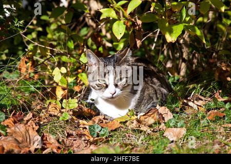 adorable chaton allongé dans le jardin à l'herbe Banque D'Images