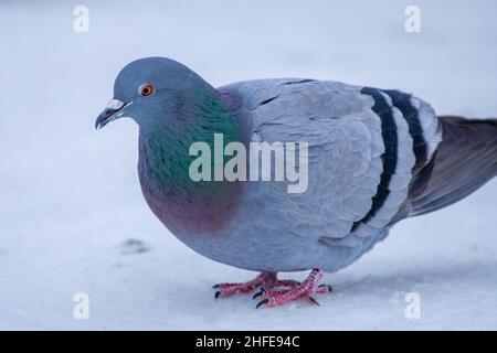 Colombe de roche, pigeon de roche, ou pigeon commun (Columba livia) dans la neige au Canada Banque D'Images