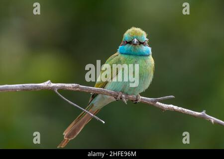 Mangeurs d'abeilles vertes perchés sur un bracnch au soleil (Merops orientalis muscatensis) Banque D'Images