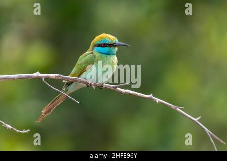 Mangeurs d'abeilles vertes perchés sur un bracnch au soleil (Merops orientalis muscatensis) Banque D'Images