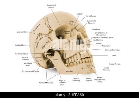 schéma du crâne de l'os de la tête humaine avec nom des pièces pour l'éducation médicale Banque D'Images