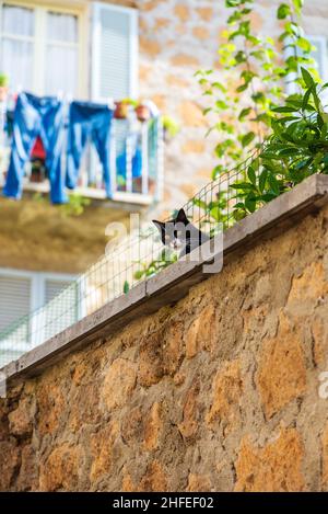 Chat regardant depuis un mur dans la ville italienne d'Orvieto Banque D'Images