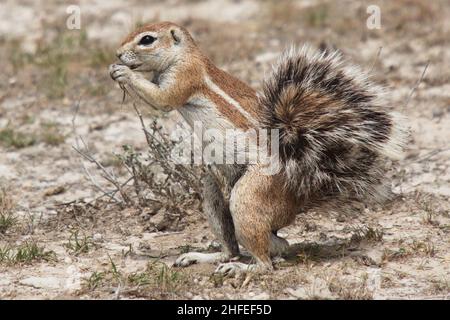 Écureuil dans le parc national d'Etosha en Namibie en Afrique Banque D'Images