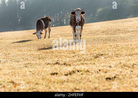 Vaches dans le pâturage le matin.Vache Montbéliarde dans le jura en France.Europe. Banque D'Images