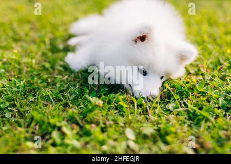 Chiot blanc Samoyed husky jouant dans la cour sur une pelouse verte Banque D'Images