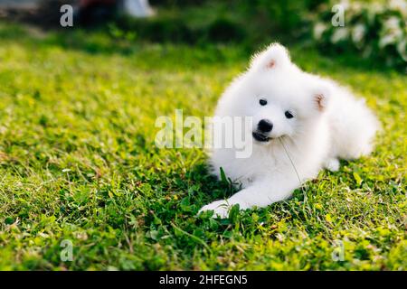 Chiot blanc Samoyed husky jouant dans la cour sur une pelouse verte Banque D'Images