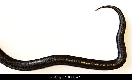 queue d'un serpent rose, isolée sur fond blanc Banque D'Images