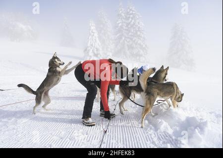 France.Isere (38) Valerie Maumon, championne française de luge à mi-distance, vit à une centaine de miles par heure.A 47 ans, une musher passionnée, elle jongle entre les deux Banque D'Images