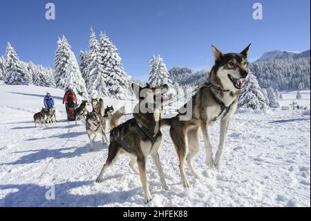 France.Isere (38) Valerie Maumon, championne française de luge à mi-distance, vit à une centaine de miles par heure.A 47 ans, une musher passionnée, elle jongle entre les deux Banque D'Images