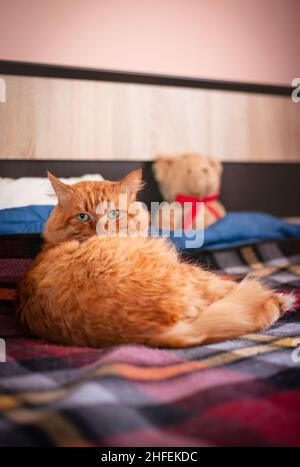 Beau chat rouge adulte allongé sur le lit. Banque D'Images