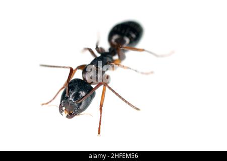 ANT du genre Camponotus, isolé sur fond blanc. Banque D'Images