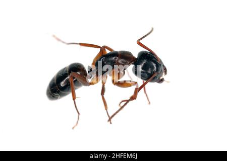 ANT du genre Camponotus, isolé sur fond blanc. Banque D'Images