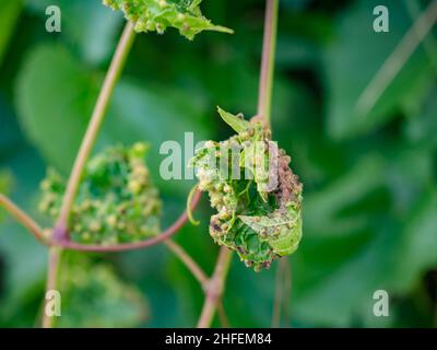 Petites galles destructrices sur les feuilles de raisin causées par un insecte semblable à un puceron appelé phylloxéra. Banque D'Images